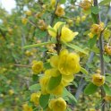 Berberis dictyophylla P2D P4